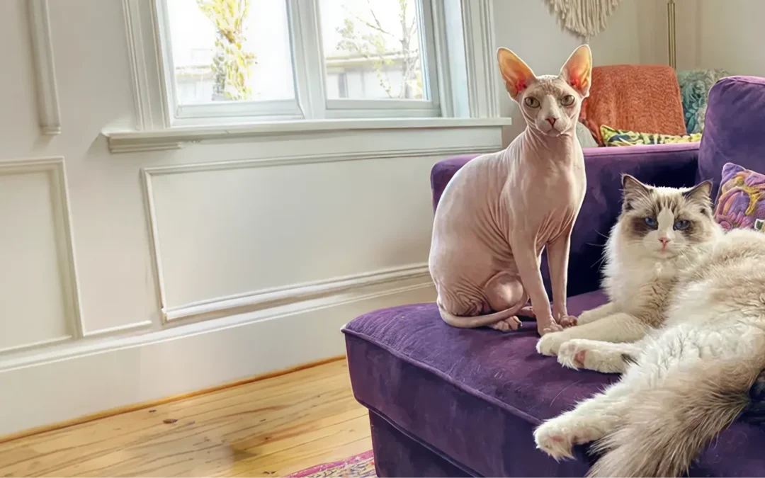 Protected: Cat HCM Risk Factors: Breed, Age and Early Warning Signs